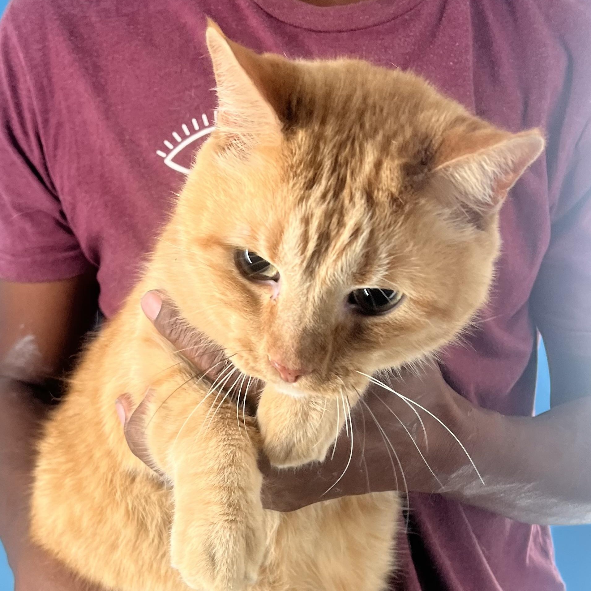 Jelly Roll  Local thumbnail 6