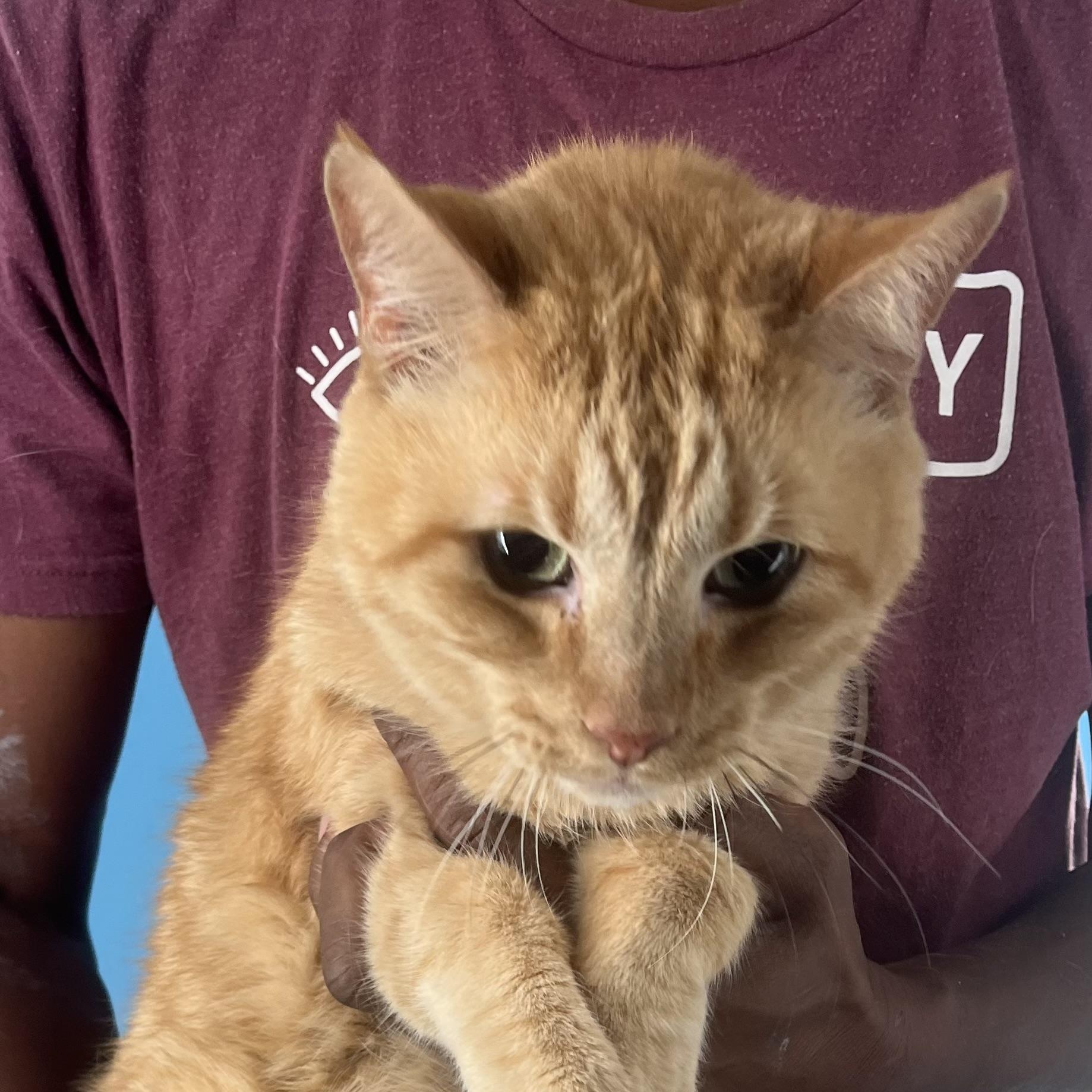 Jelly Roll  Local thumbnail 3