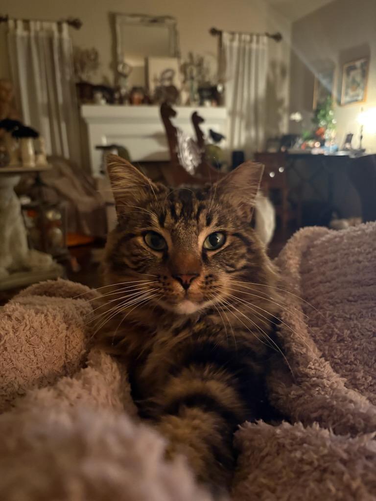 Pistachio, ADOPTABLE, Adult Male Maine Coon & Domestic Medium Hair.