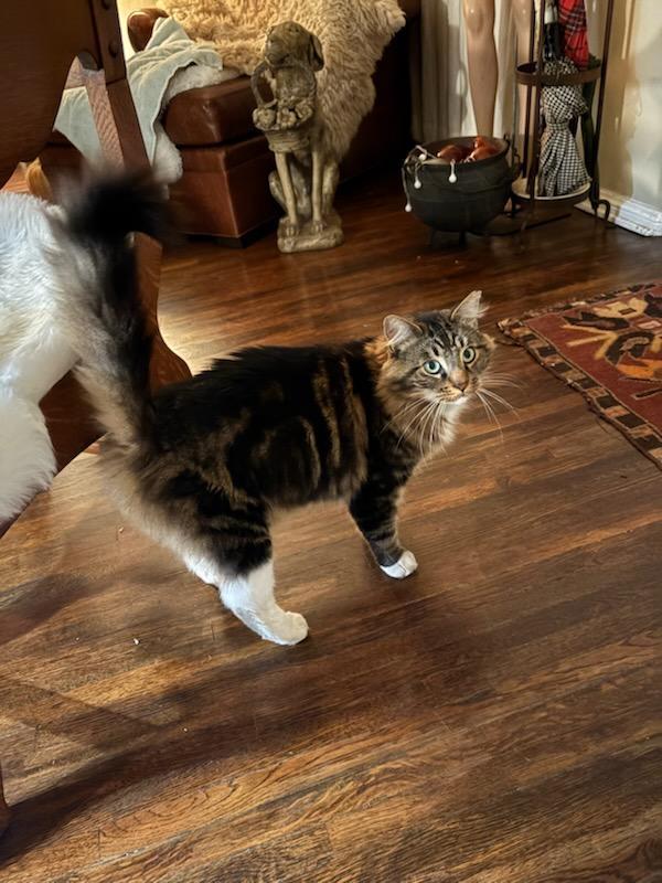 Enlarge Pistachio, a ADOPTABLE mixed breed in Mission Hills, CA image 2/5