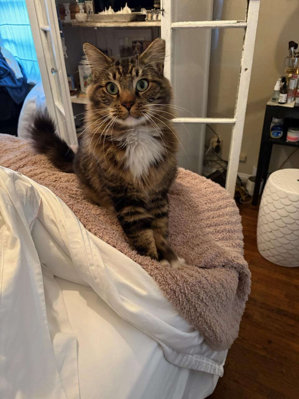 Enlarge Pistachio, a ADOPTABLE mixed breed in Mission Hills, CA image 3/5