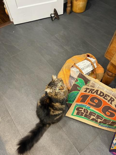 Enlarge Pistachio, a ADOPTABLE mixed breed in Mission Hills, CA image 4/5