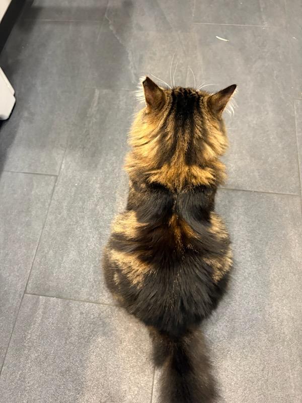 Enlarge Pistachio, a ADOPTABLE mixed breed in Mission Hills, CA image 5/5