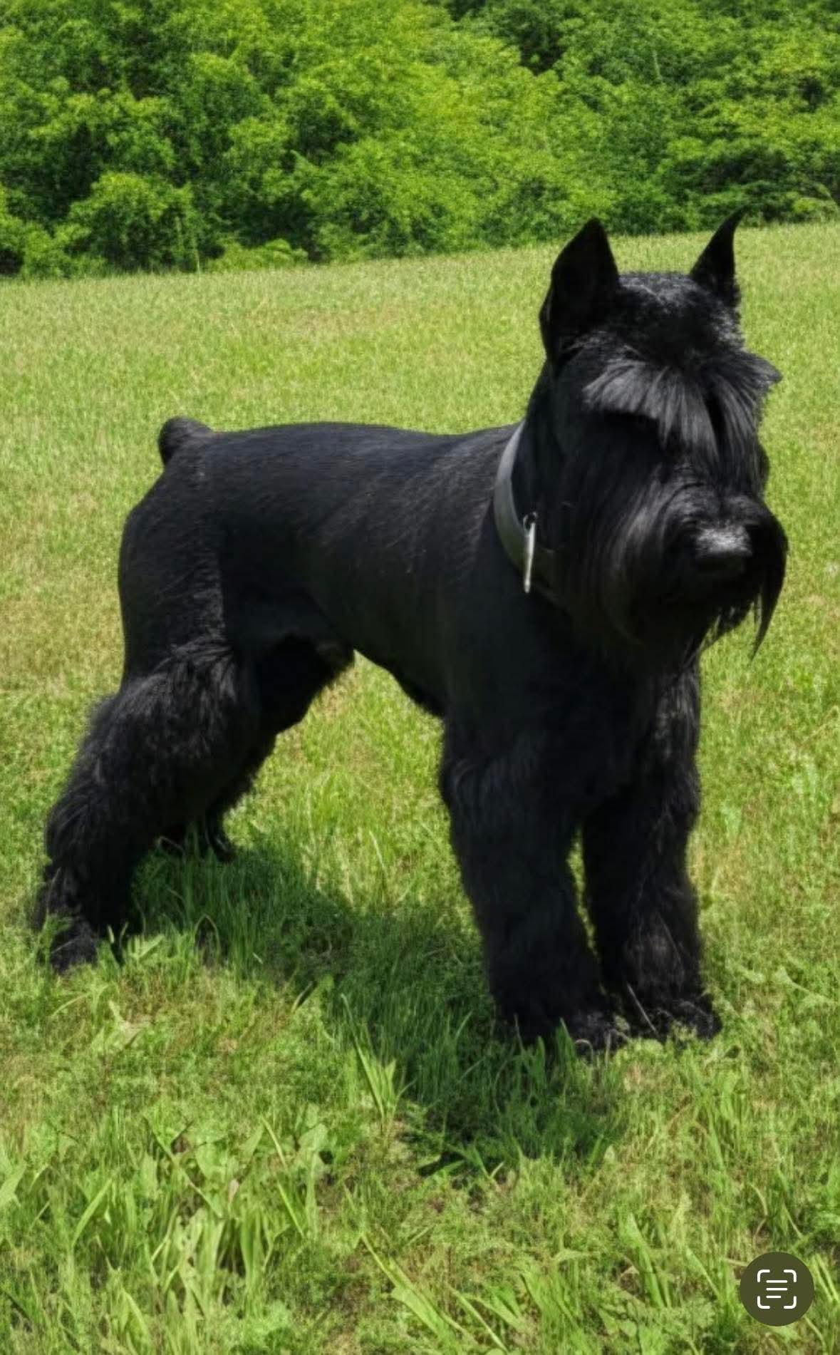Kobe Springfield , Adoptable, Adult Male Giant Schnauzer.