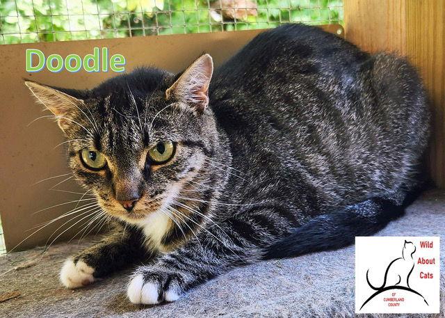 Doodle, Adoptable, Young Female Domestic Short Hair.