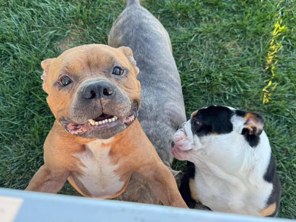 Dude Love thumbnail 4