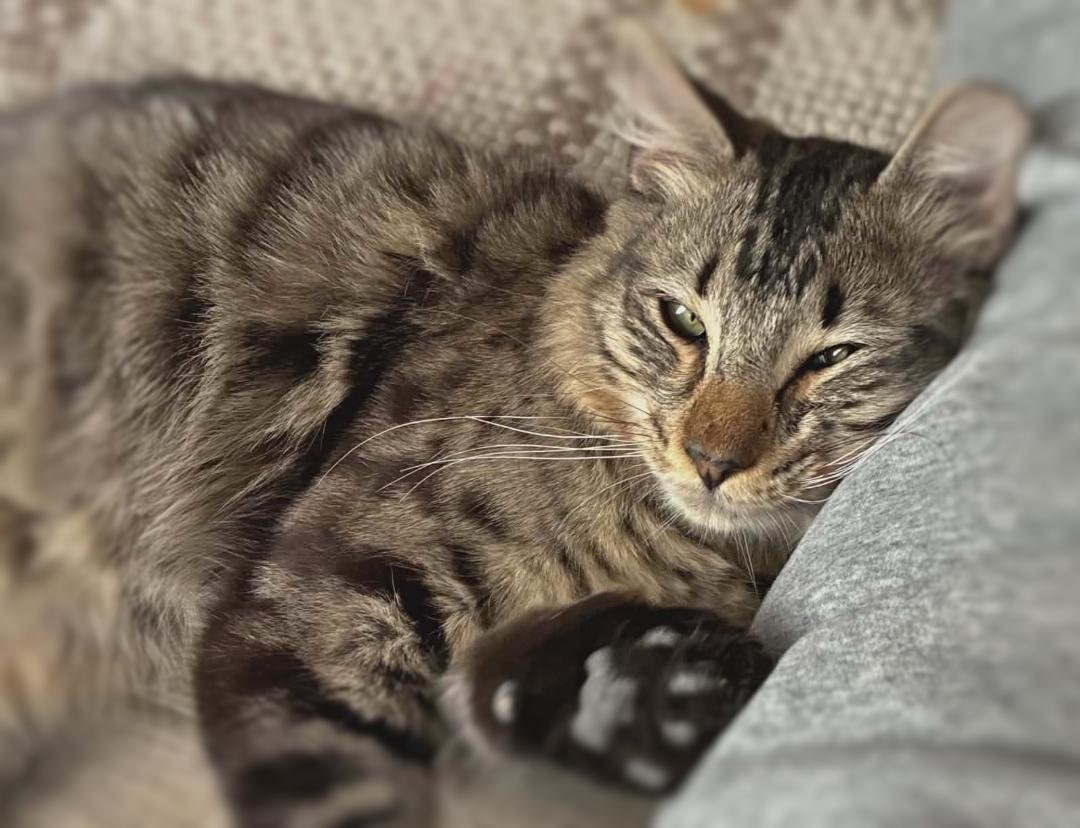 Teddy (Adoption Pending), a ADOPTABLE mixed breed in Ocean Springs, MS image 4/4