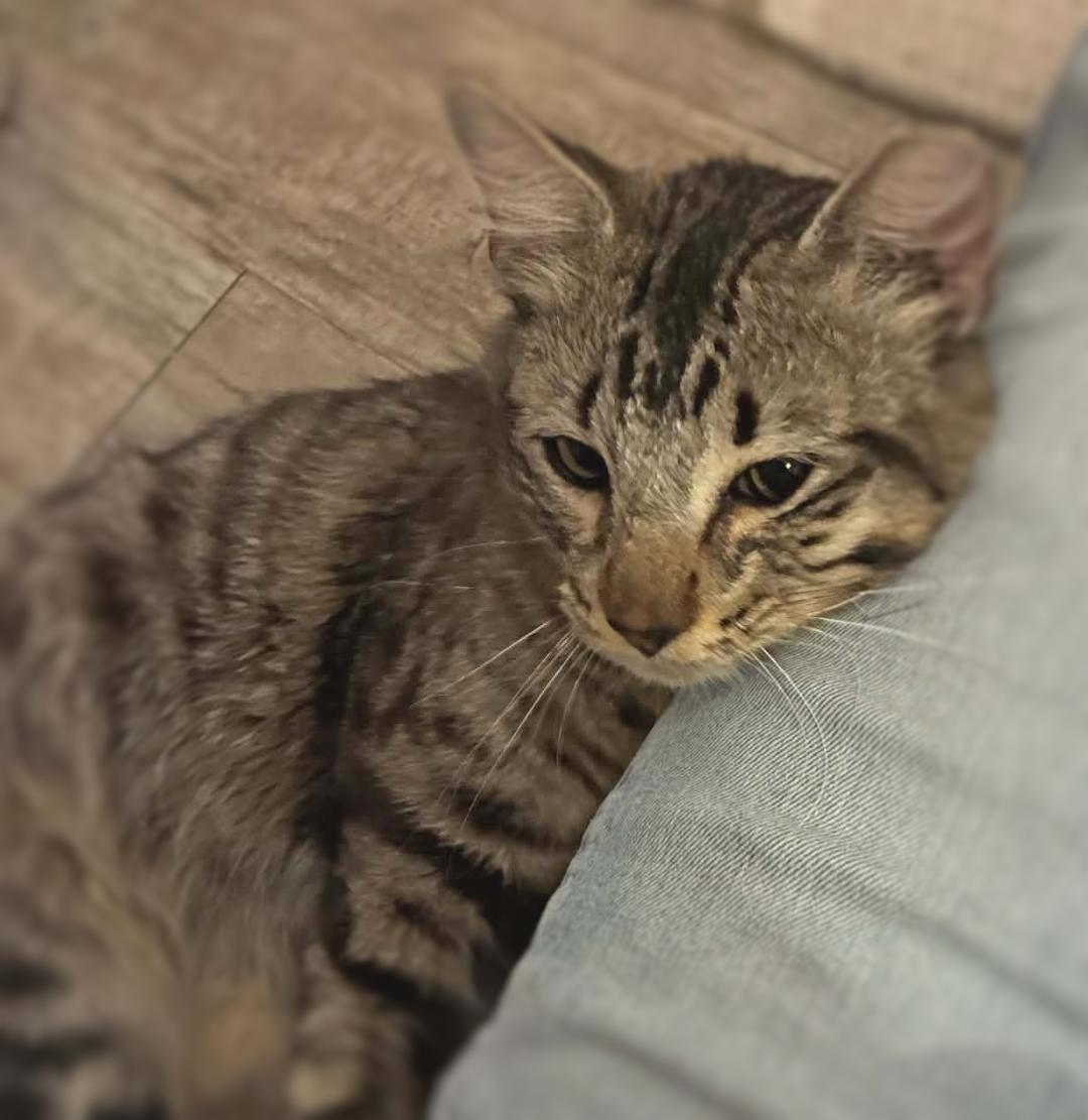 Teddy (Adoption Pending), a ADOPTABLE mixed breed in Ocean Springs, MS image 3/4