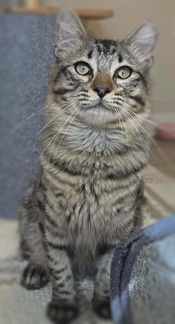 Teddy (Adoption Pending), a ADOPTABLE mixed breed in Ocean Springs, MS image 2/4