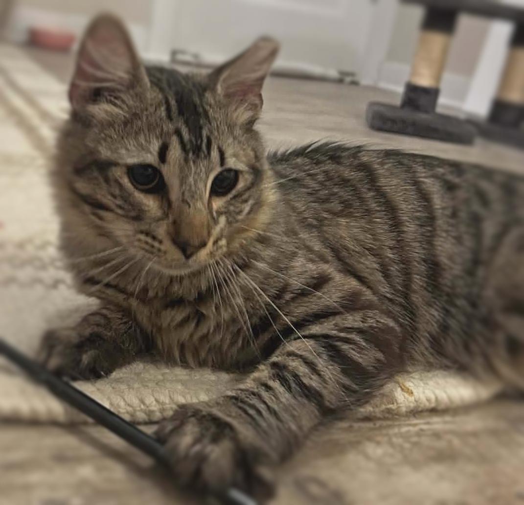 Teddy (Adoption Pending), ADOPTABLE, Adult Male Maine Coon & Domestic Medium Hair.