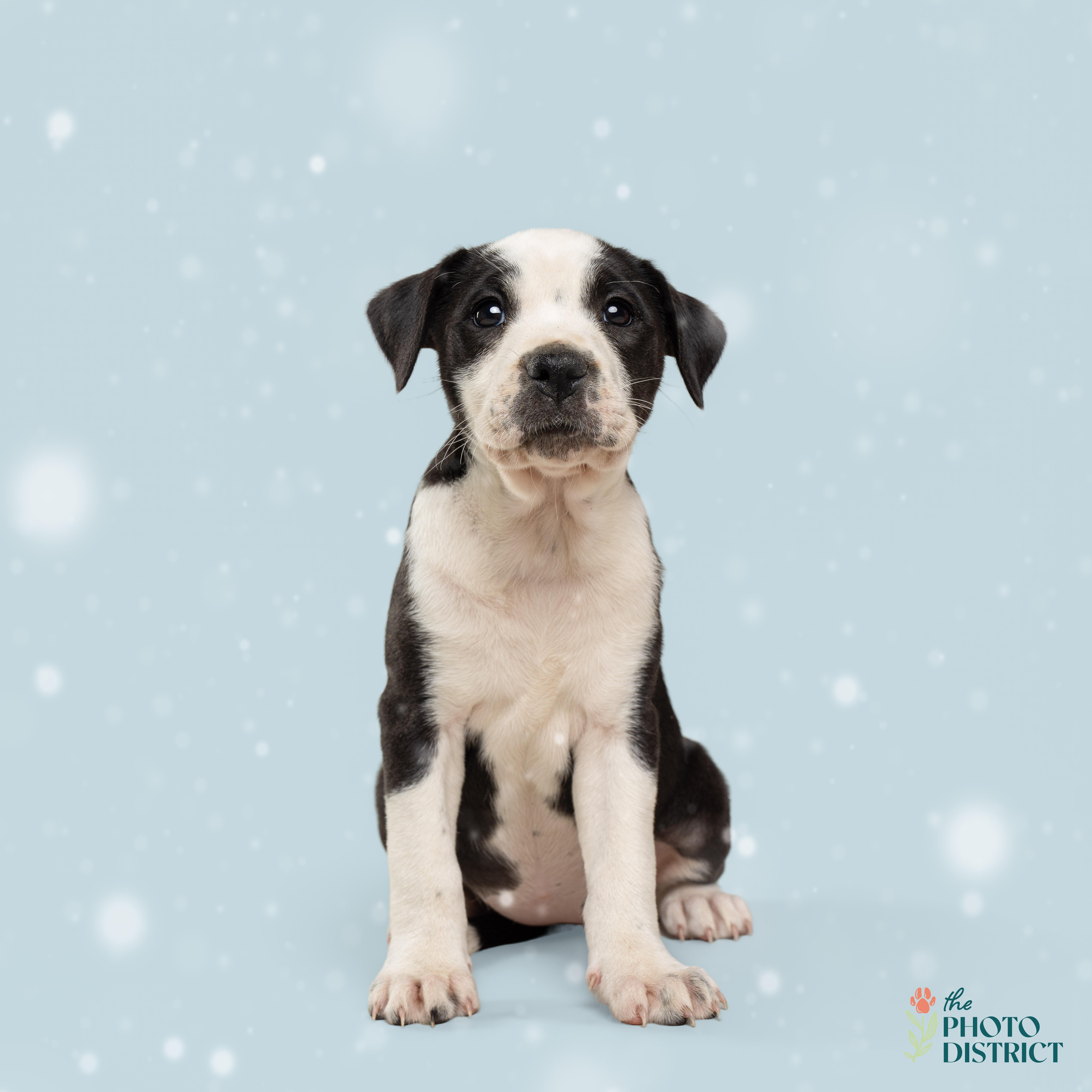 Duchess, ADOPTABLE, Puppy Female Pit Bull Terrier.