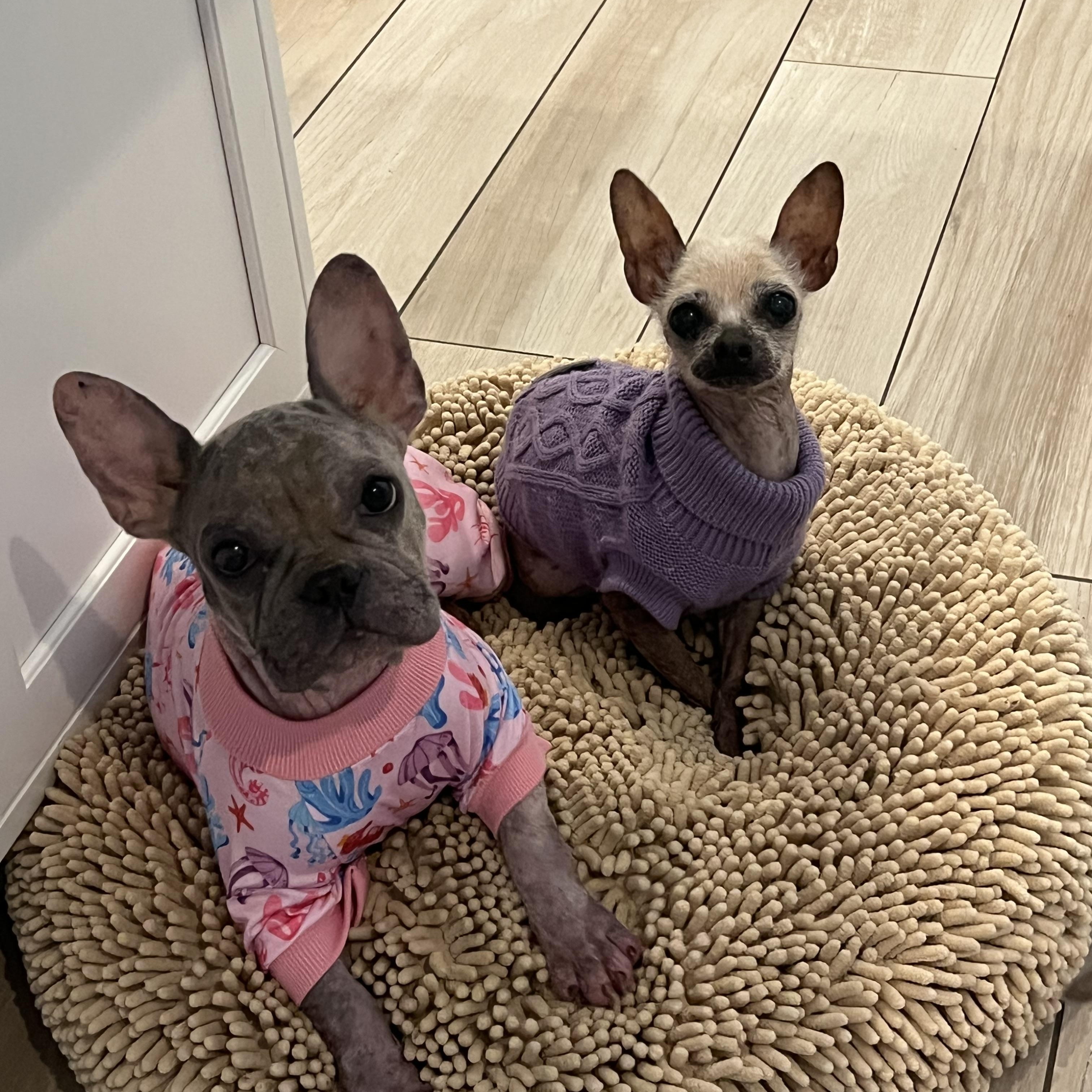 Enlarge Enid, a Adopted mixed breed in Wesley Chapel, FL image 3/4