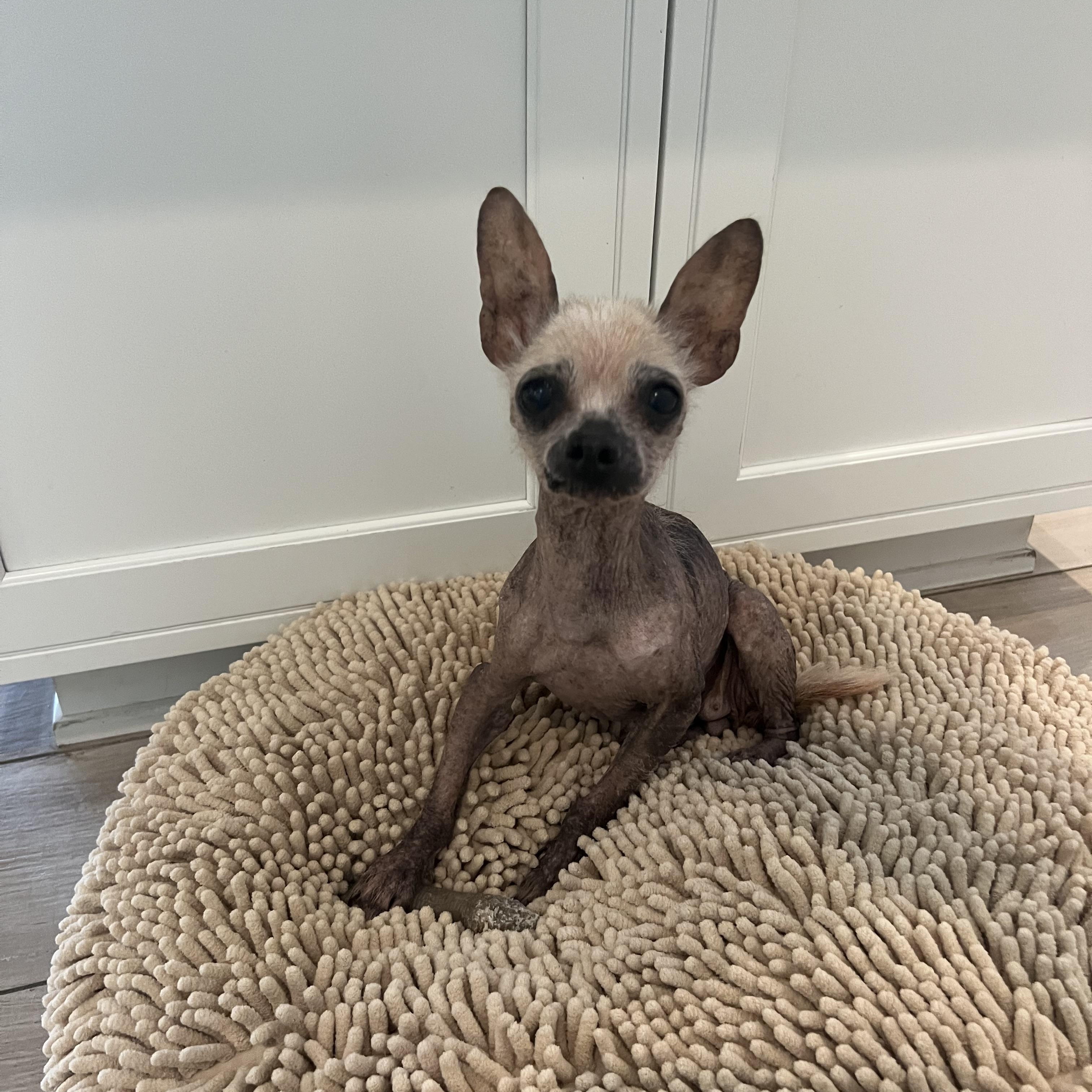 Enlarge Enid, a Adopted mixed breed in Wesley Chapel, FL image 2/4