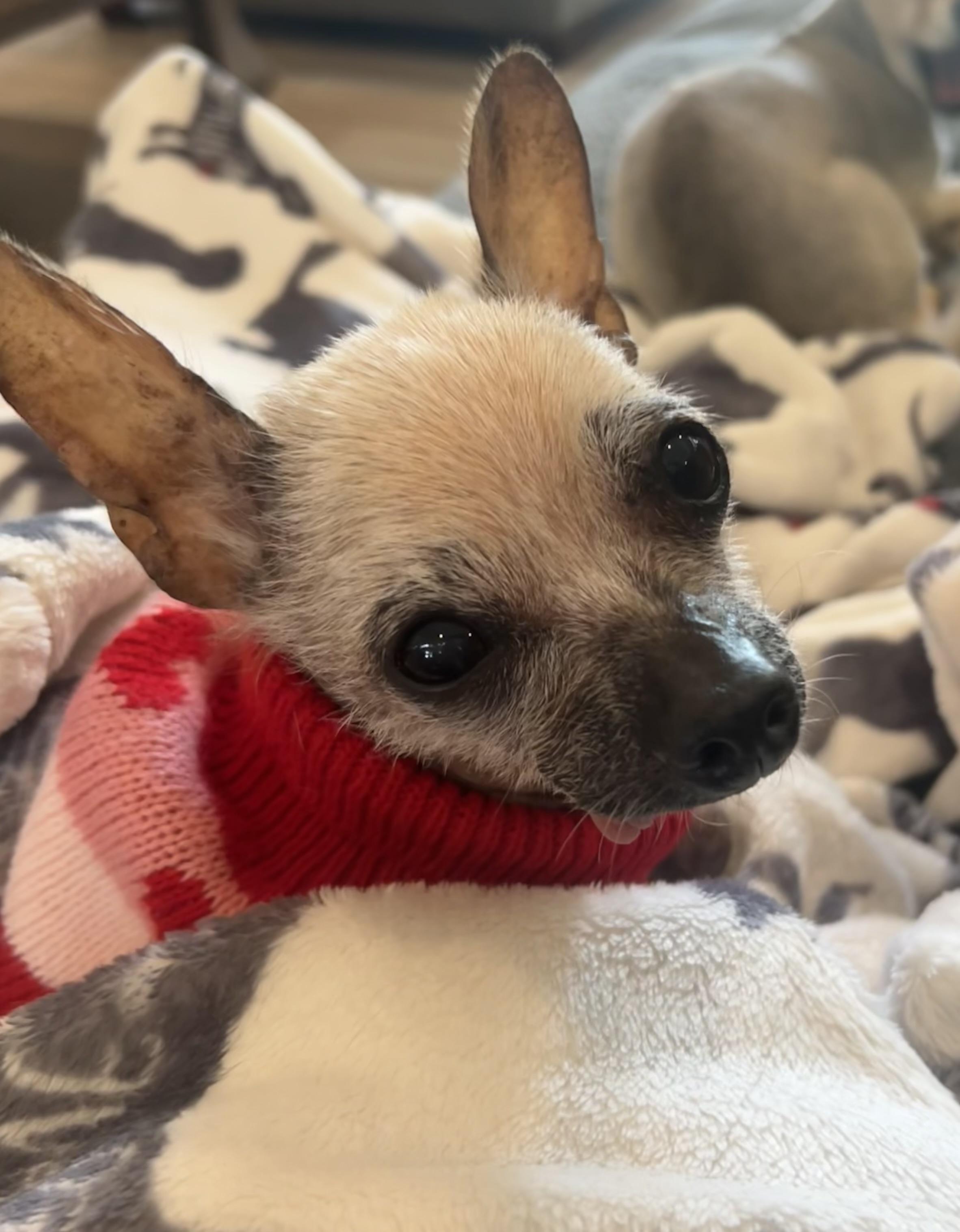 Enid, Adopted, Senior Female Chinese Crested Dog & Chihuahua.