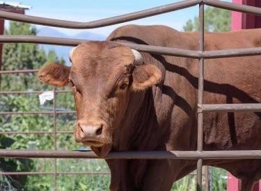 Junior / Rico, Adoptable, Adult Male Cow.