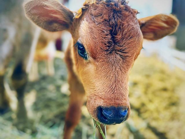 Enlarge Junior / Rico, a Adoptable Cow in Eagle Mountain, UT image 3/3