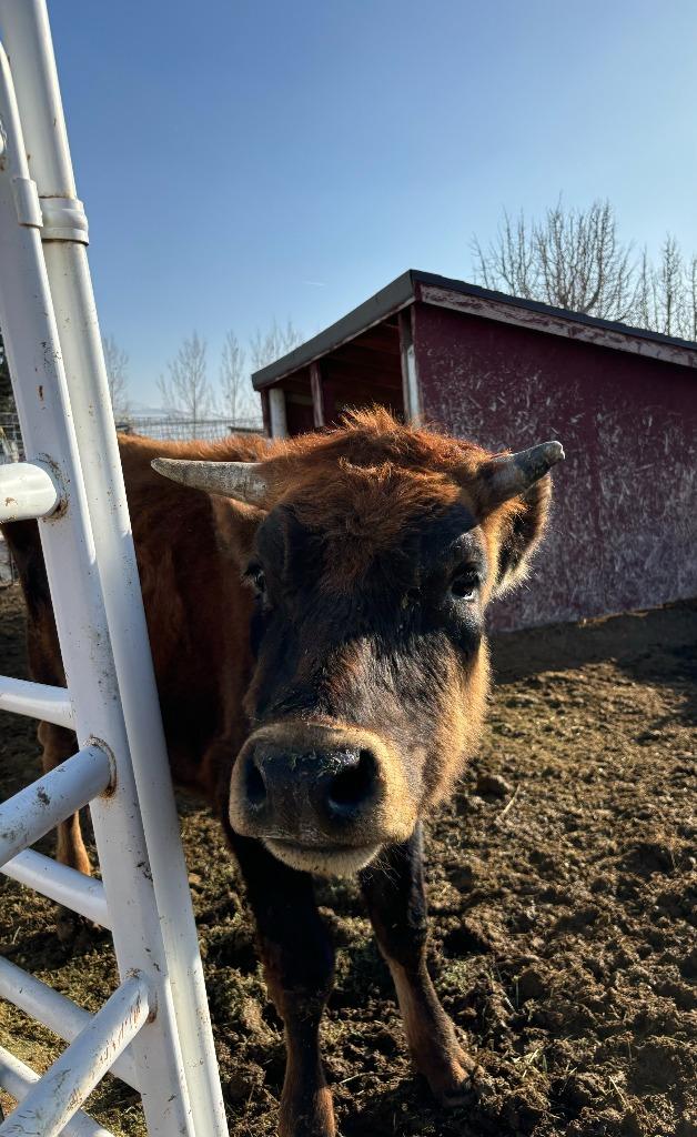 Junior, Adoptable, Adult Male Cow.