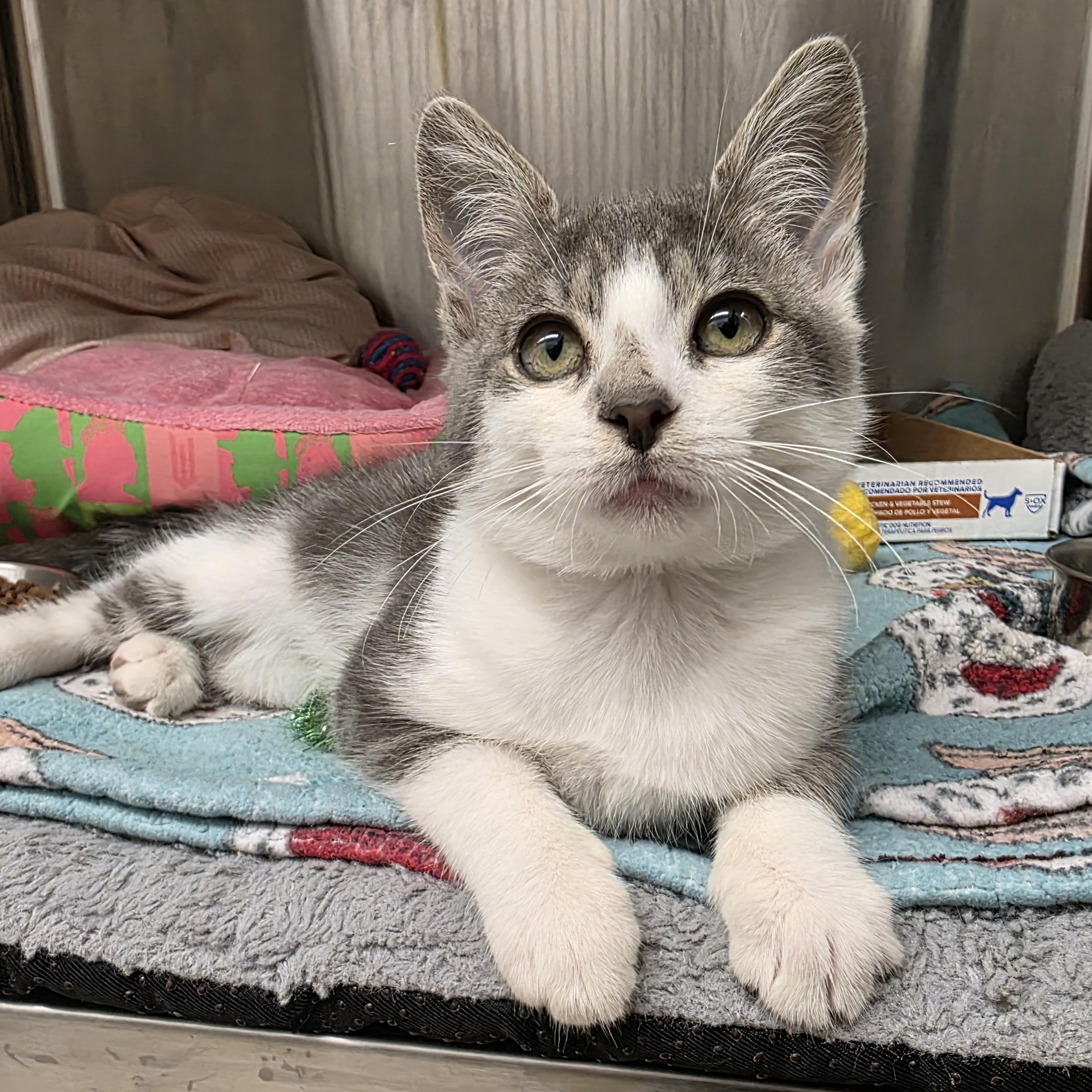 Enlarge Ollie, an adopted Domestic Short Hair in Washington, MI image 1/1