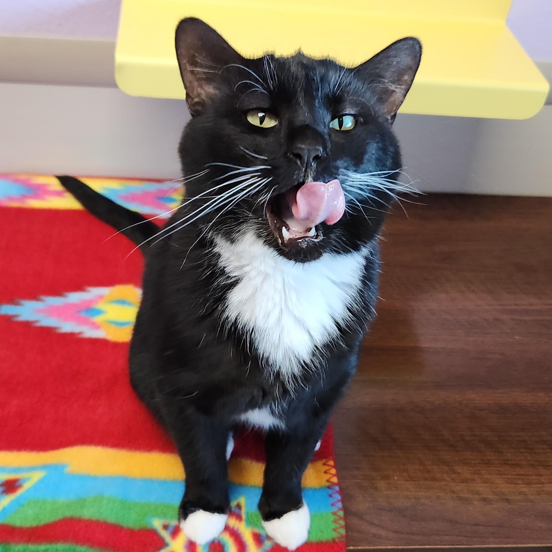 Enlarge Odin, an adoptable Domestic Short Hair in Marshfield, WI image 3/4