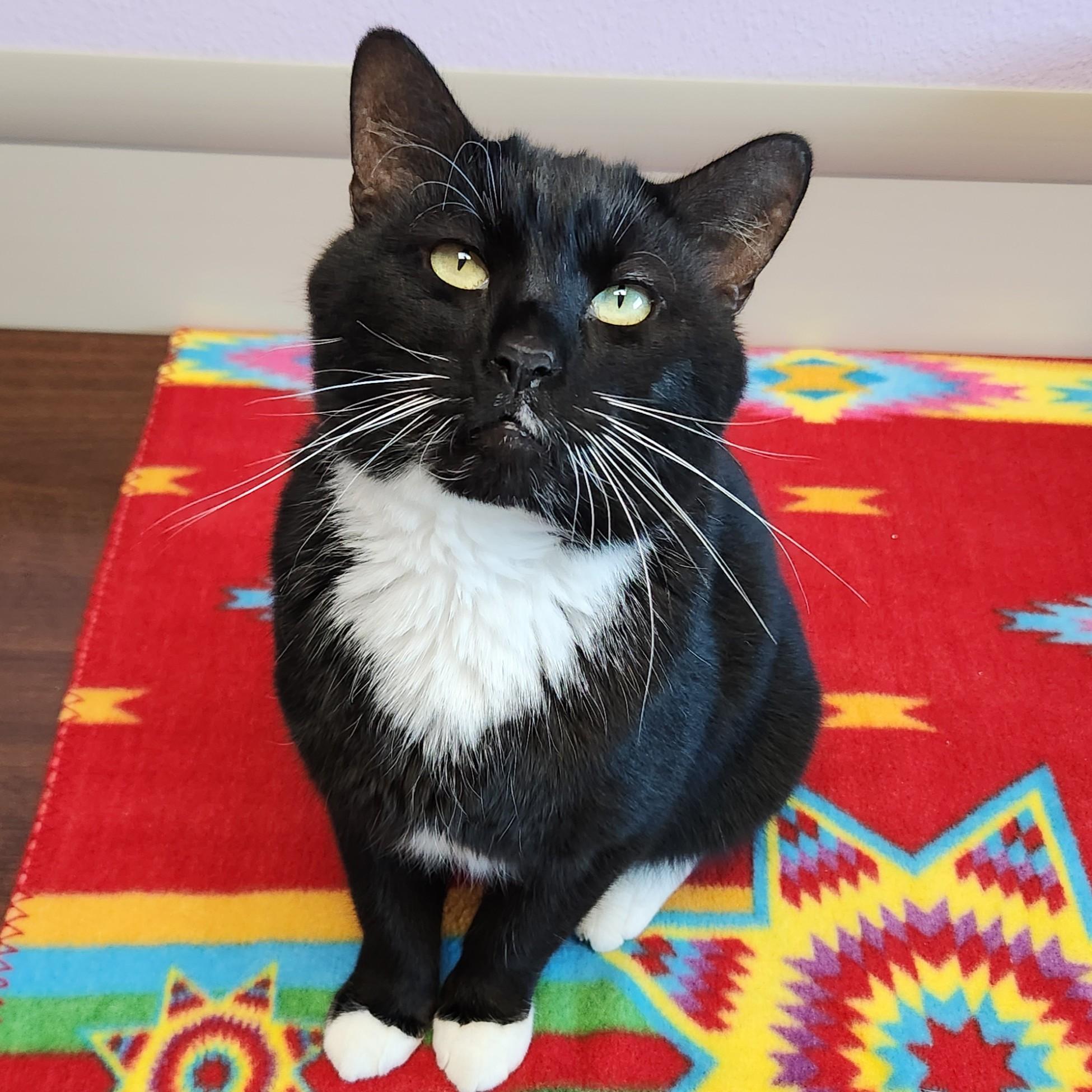 Enlarge Odin, an adoptable Domestic Short Hair in Marshfield, WI image 2/4