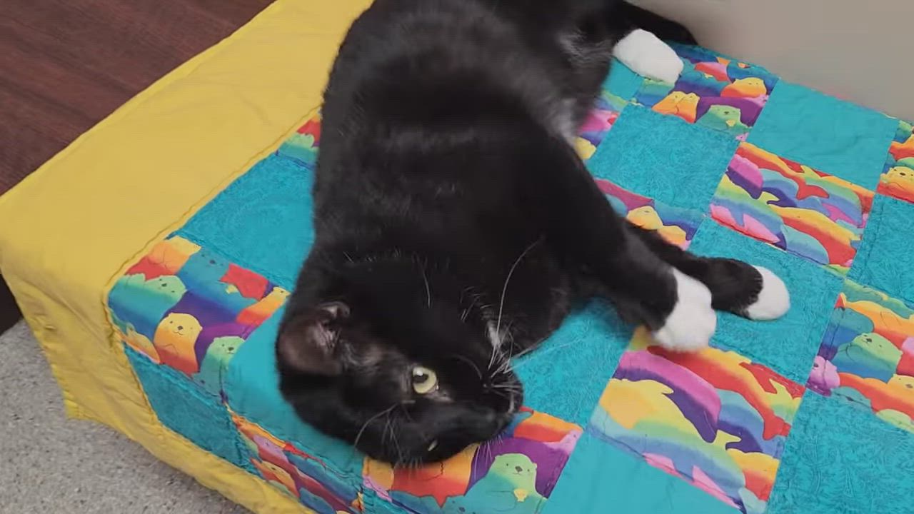 Enlarge Odin, an adoptable Domestic Short Hair in Marshfield, WI video 4/4