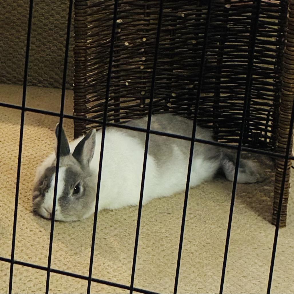 Thomas, Adoptable, Adult Male Netherland Dwarf & Dutch.
