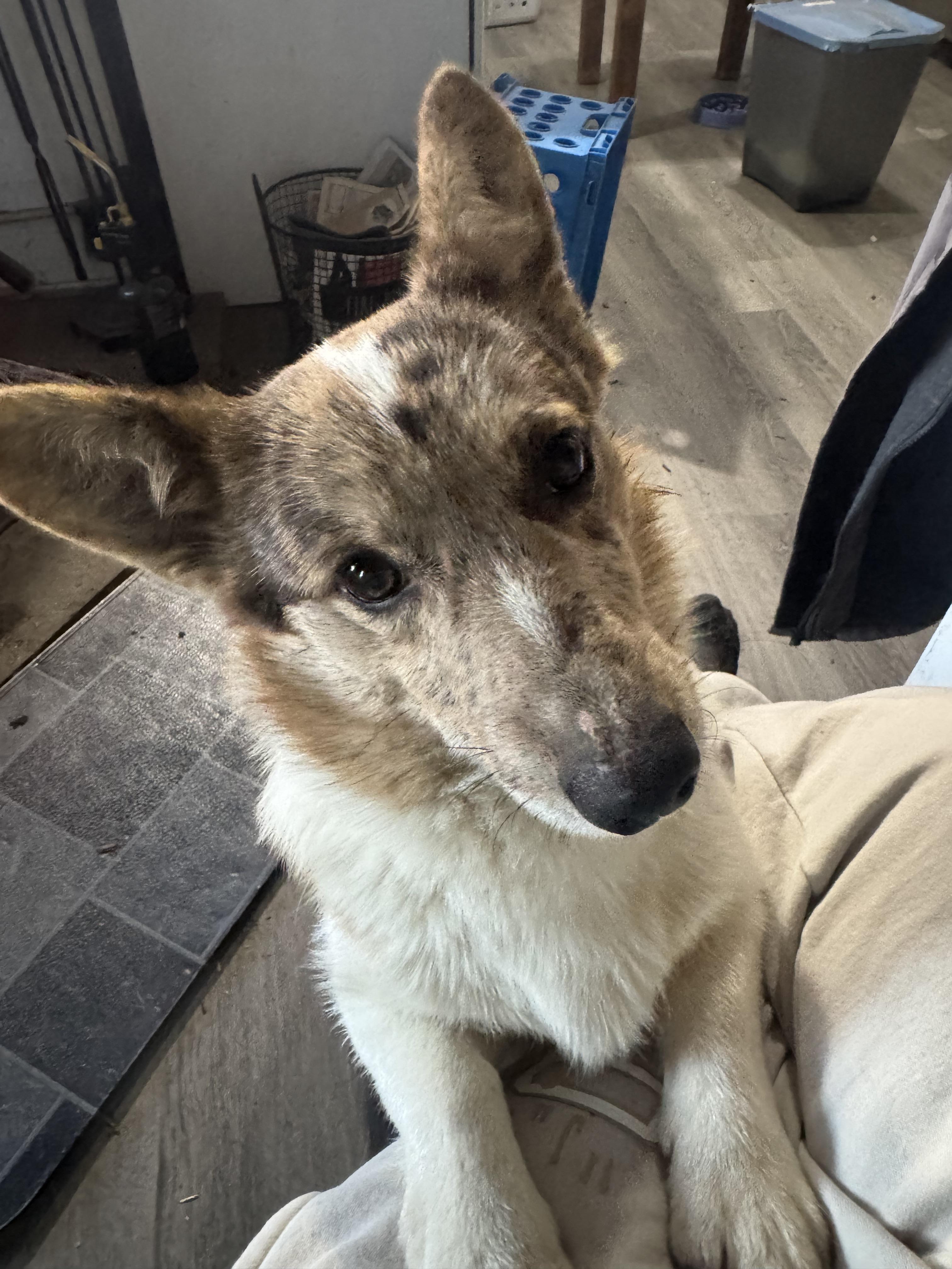 Enlarge Tank , an adopted Corgi in Denver , PA image 3/3