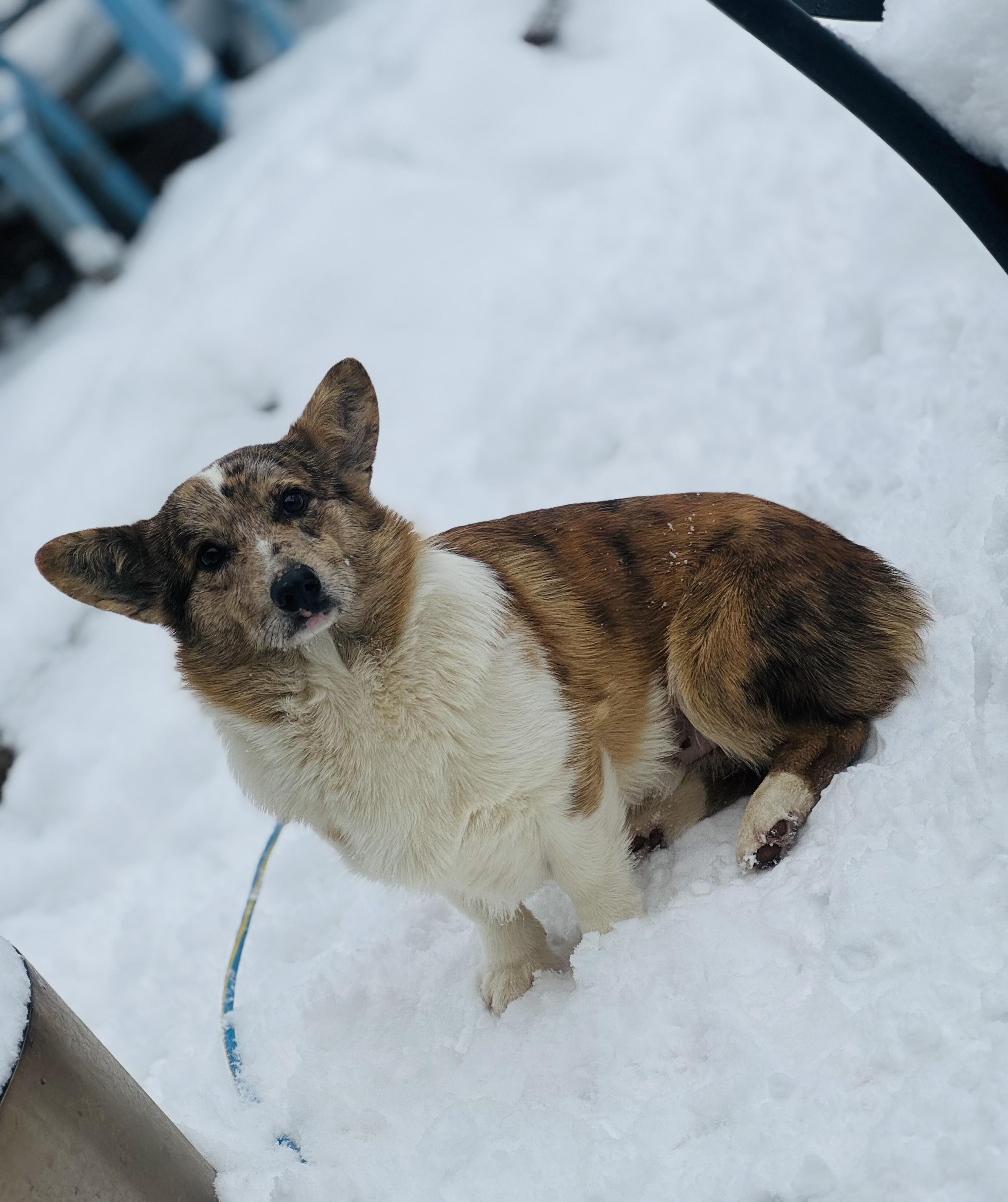 Enlarge Tank , an adopted Corgi in Denver , PA image 1/3