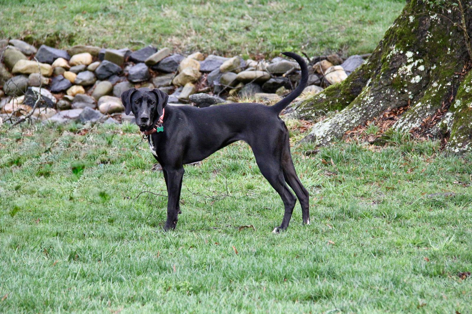 Enlarge Patrisha, a Adoptable mixed breed in Charlotte, NC image 1/3