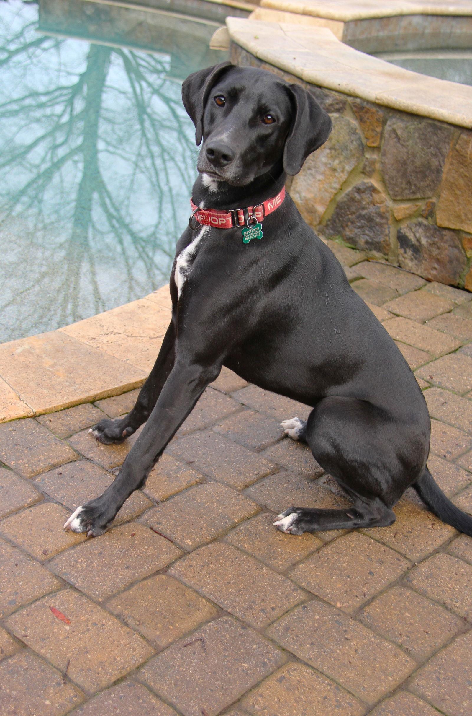 Enlarge Patrisha, a Adoptable mixed breed in Charlotte, NC image 3/3