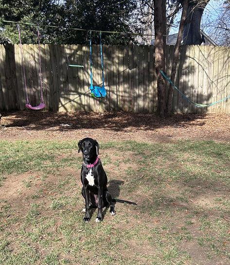 Patrisha, Adoptable, Young Female Labrador Retriever & Hound.