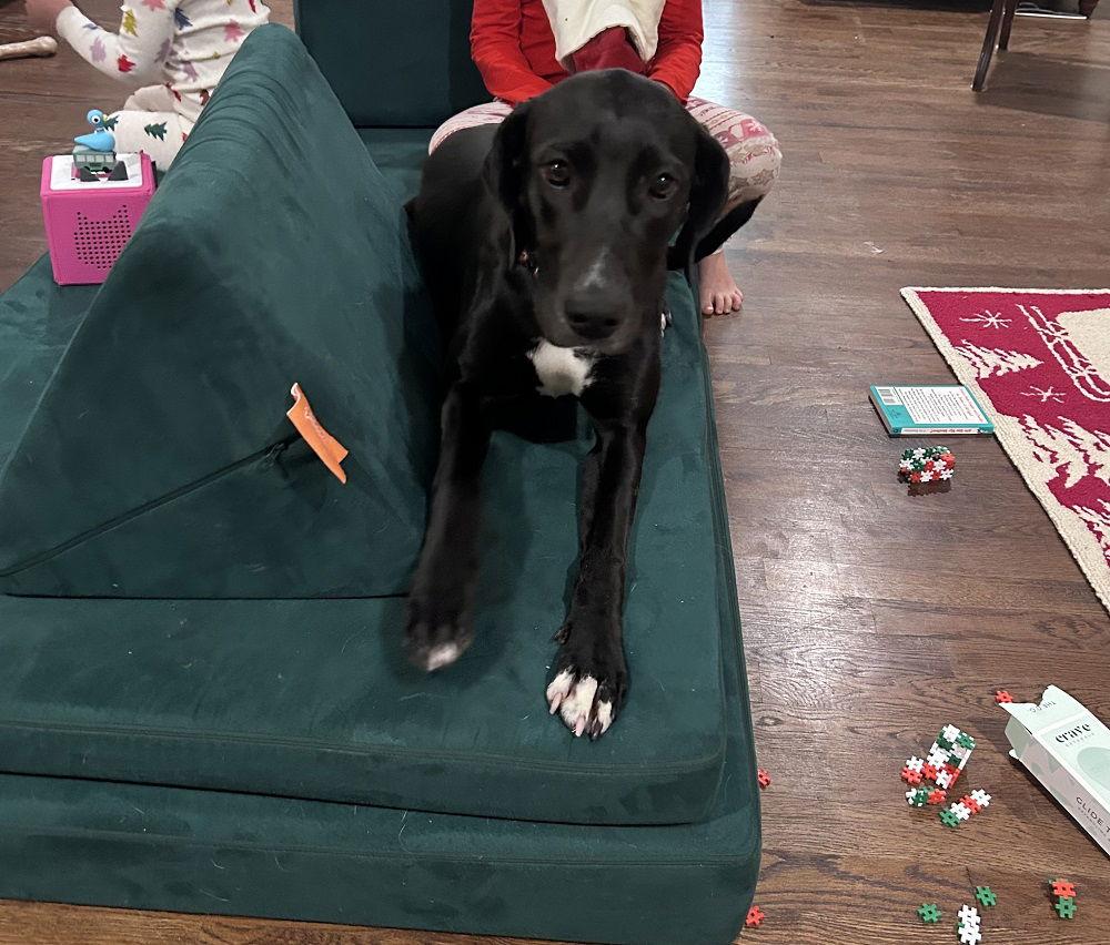 Enlarge Patrisha, a Adoptable mixed breed in Charlotte, NC image 2/3