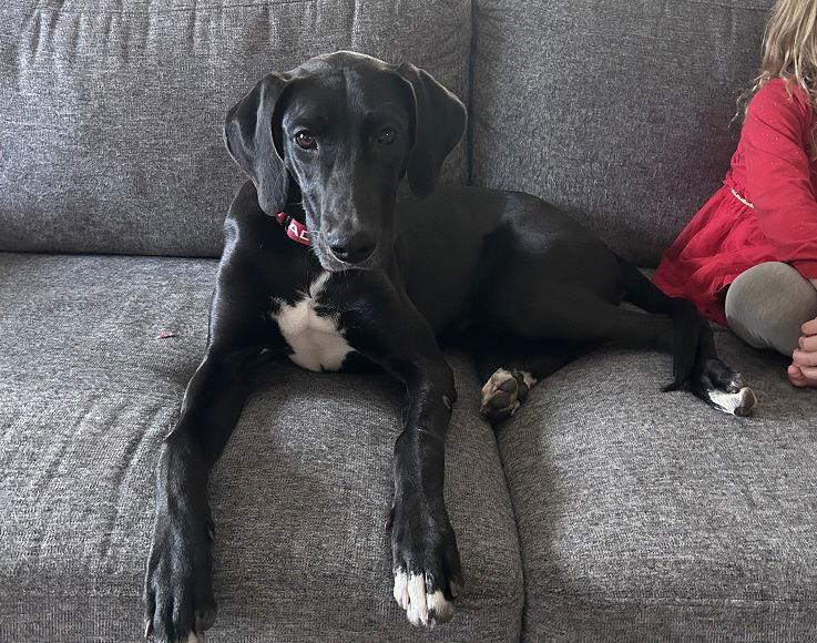 Enlarge Patrisha, a Adoptable mixed breed in Charlotte, NC image 3/3