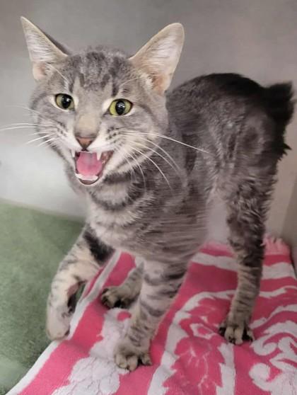 Oliver Twist, Adoptable, Adult Male Domestic Short Hair.