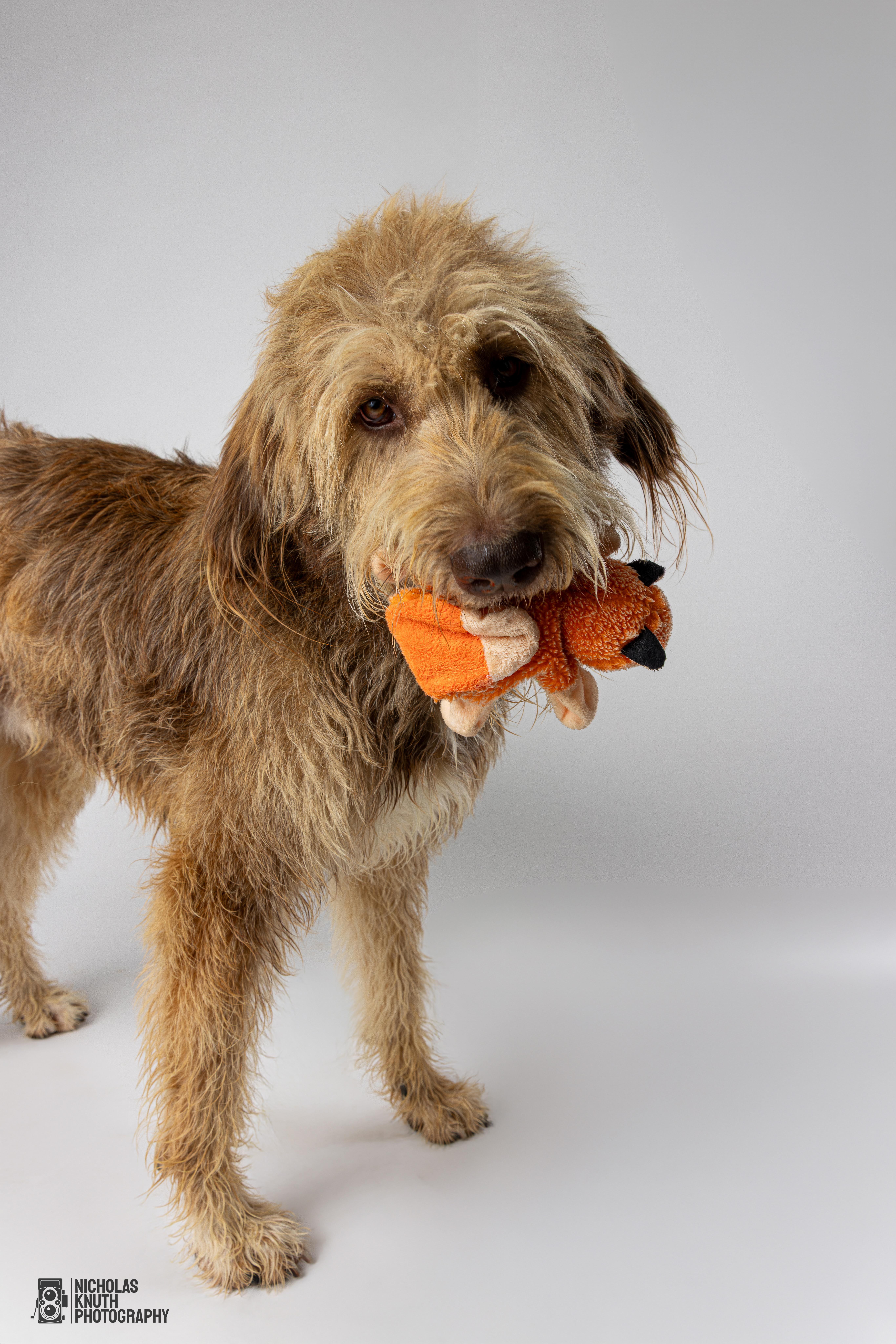Braun, an adoptable Labradoodle in Palatine, IL, 60067 | Photo Image 4