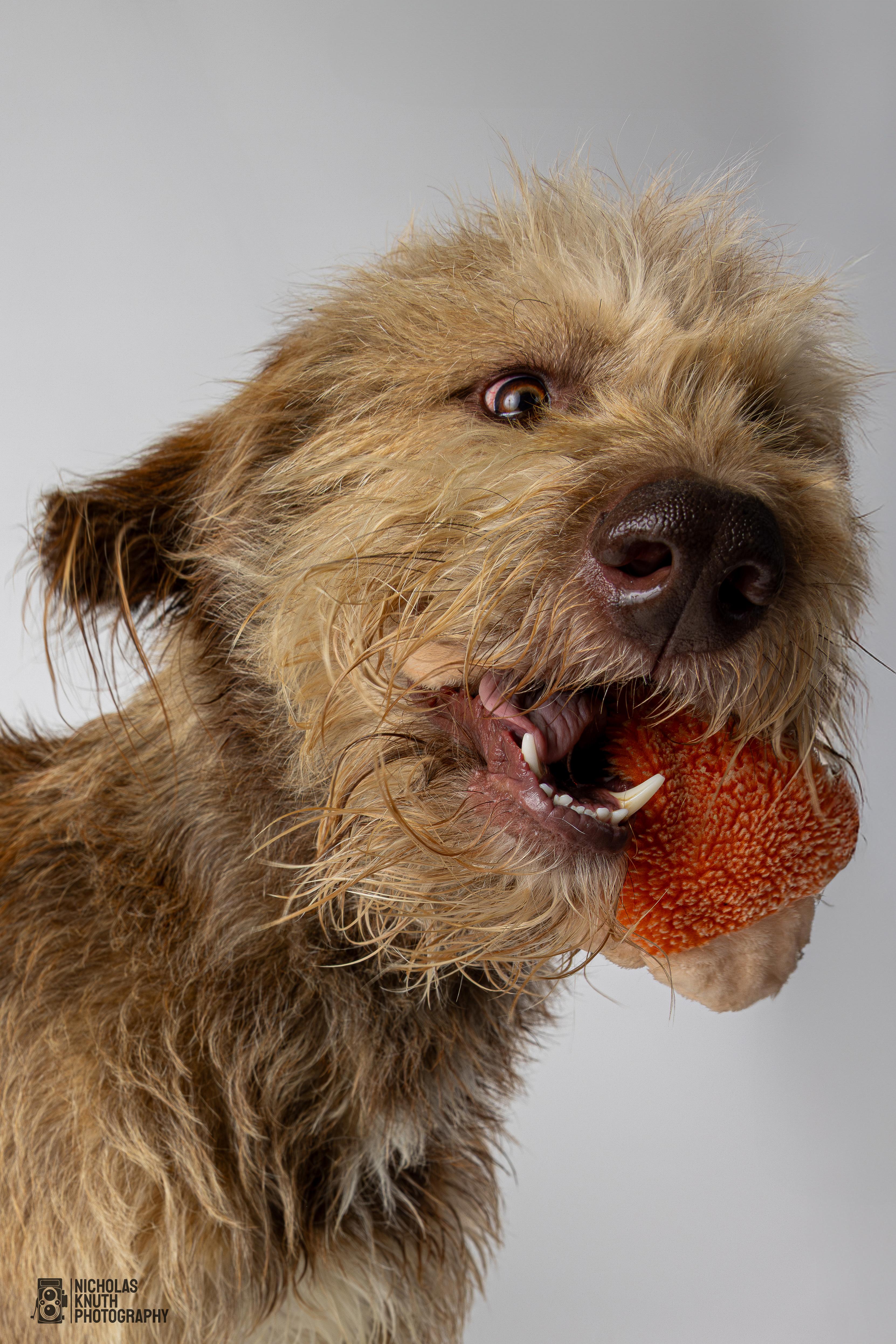 Braun, an adoptable Labradoodle in Palatine, IL, 60067 | Photo Image 5