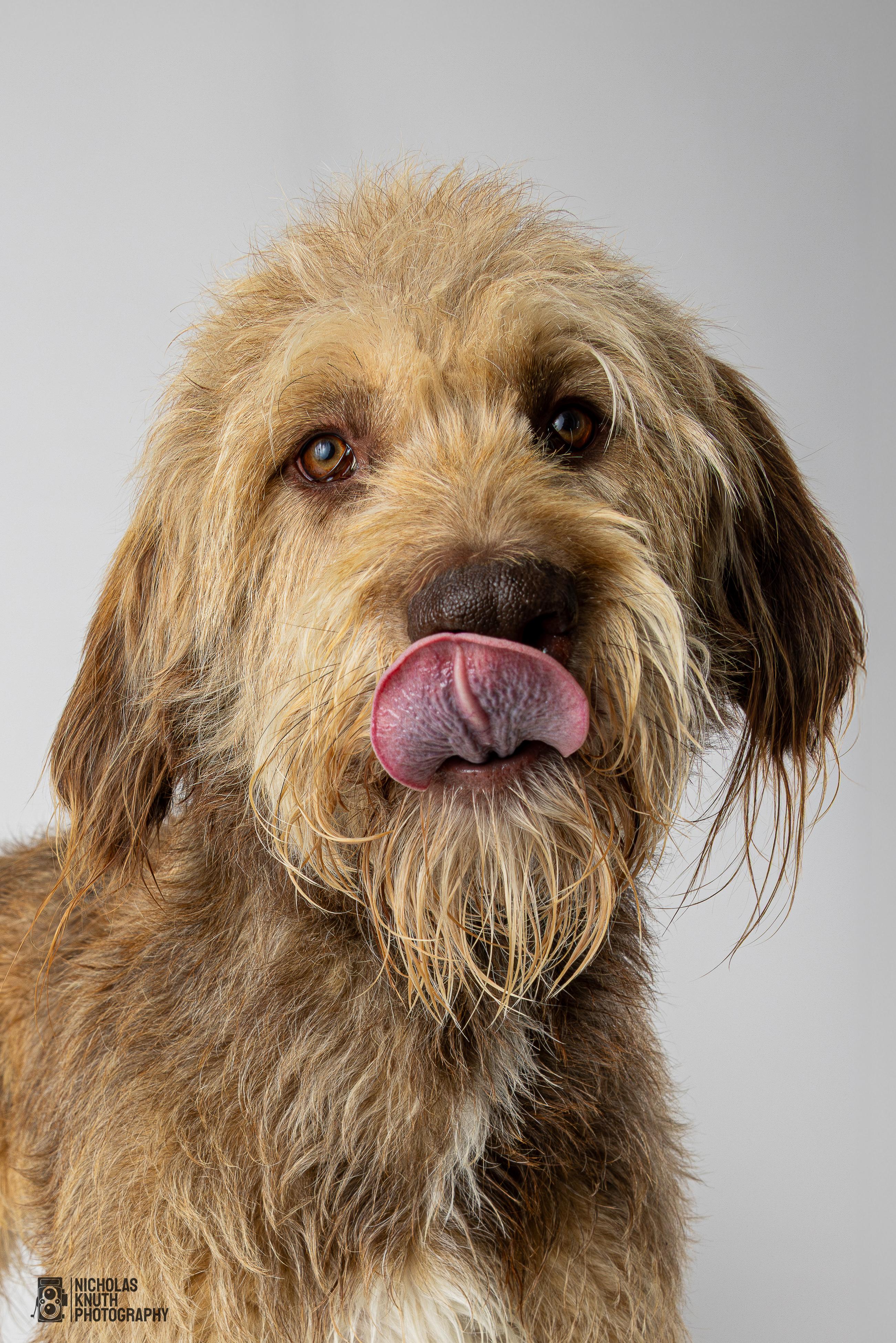 Braun, an adoptable Labradoodle in Palatine, IL, 60067 | Photo Image 1