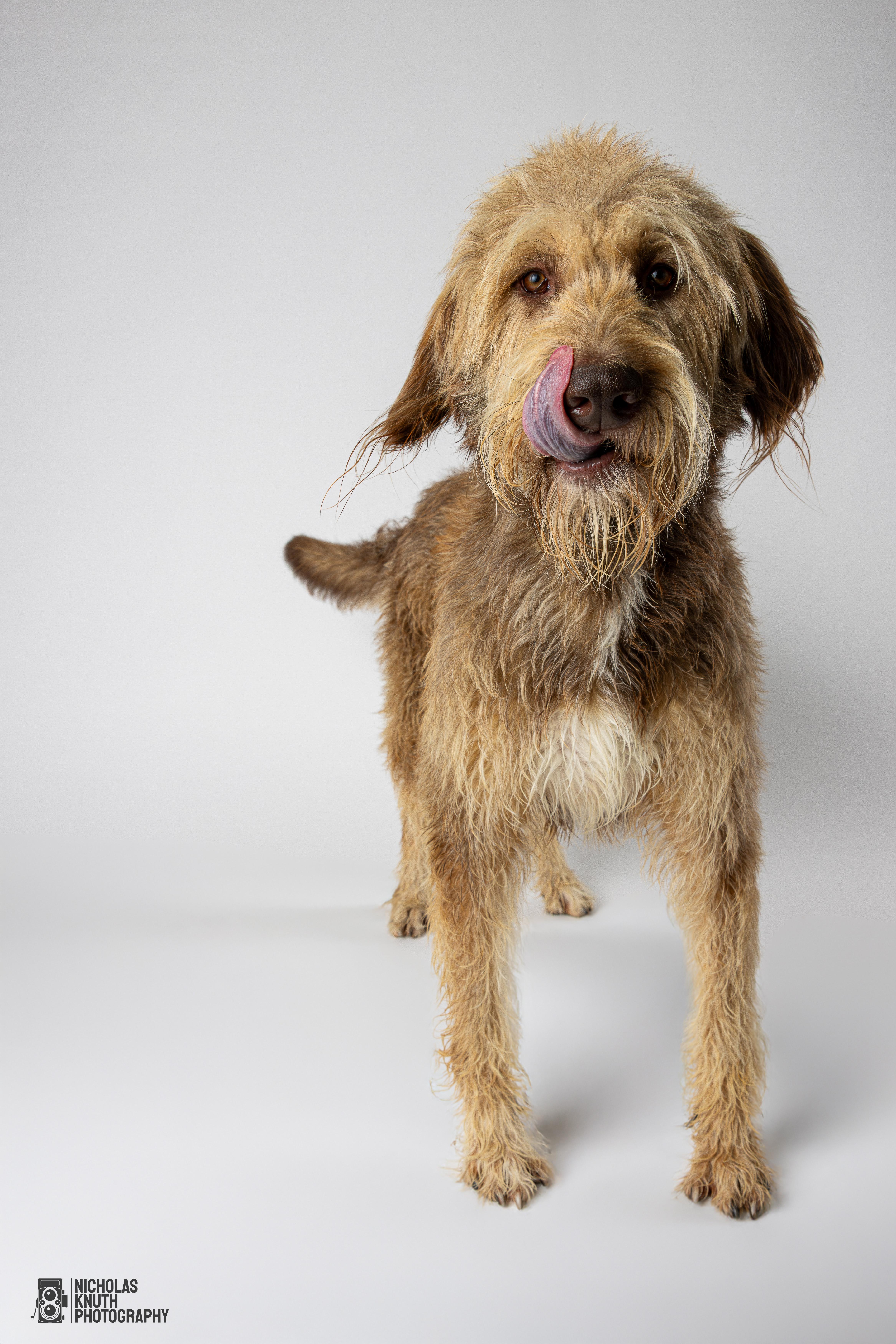 Braun, an adoptable Labradoodle in Palatine, IL, 60067 | Photo Image 3