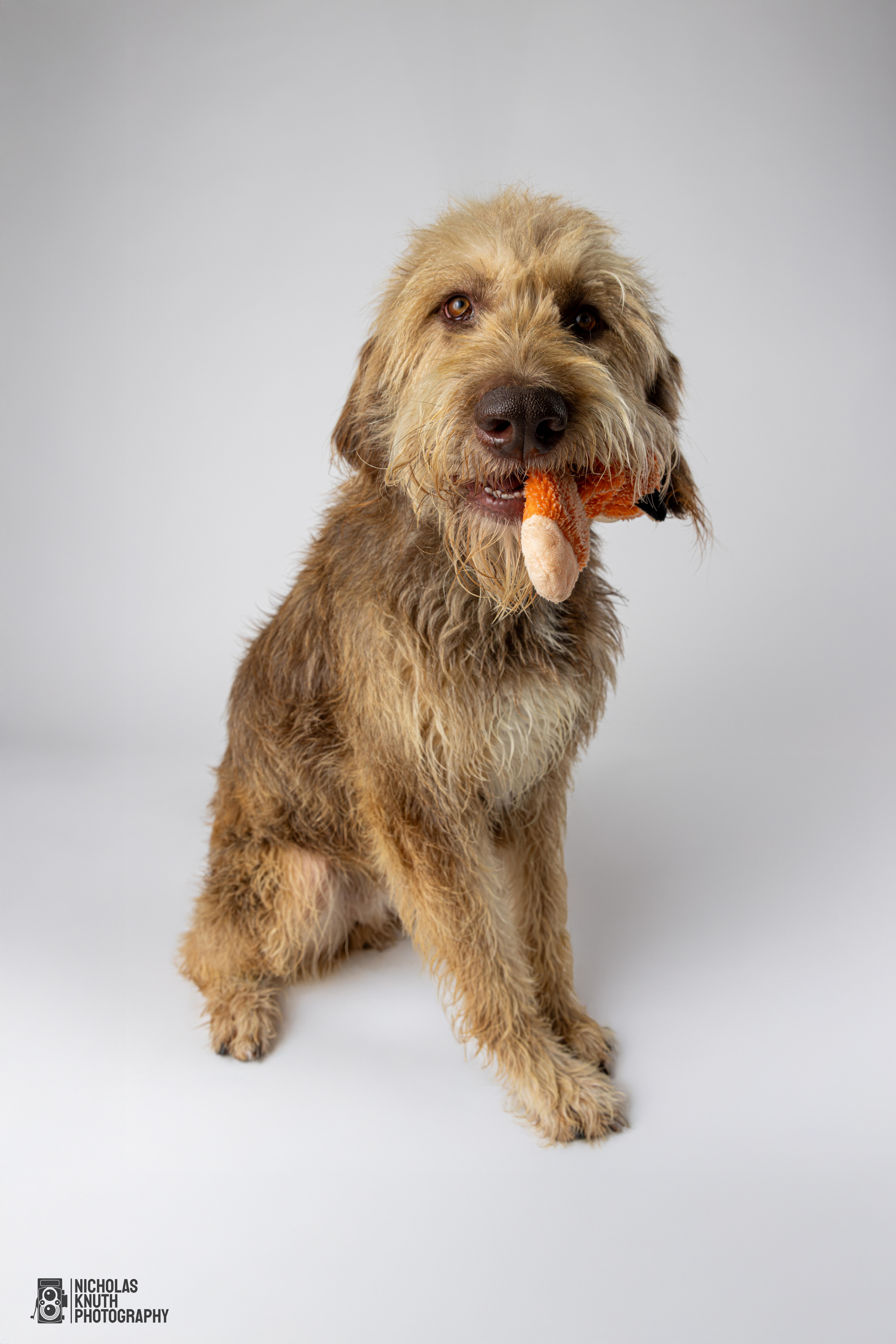 Braun, an adoptable Labradoodle in Palatine, IL, 60067 | Photo Image 6