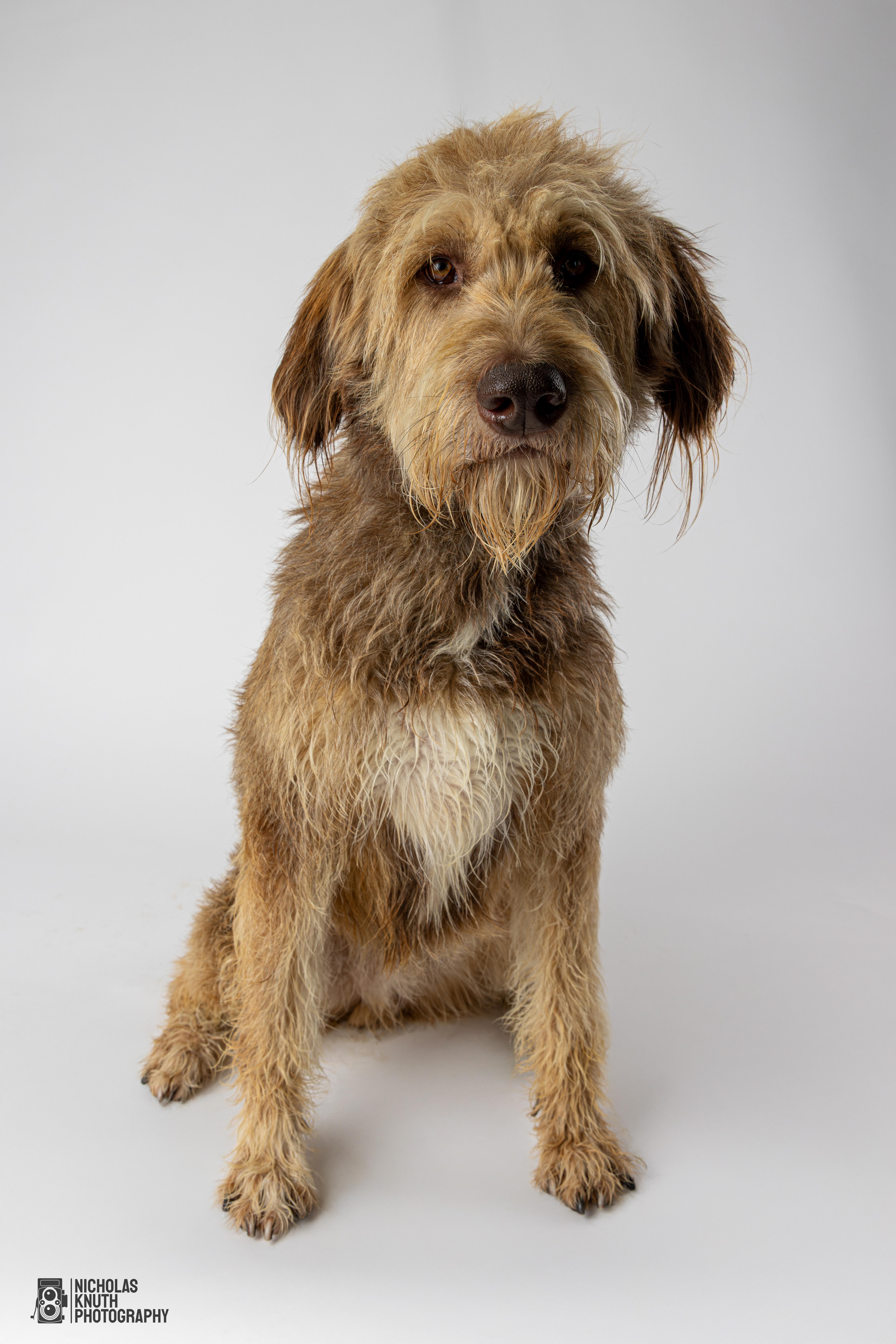 Braun, an adoptable Labradoodle in Palatine, IL, 60067 | Photo Image 2