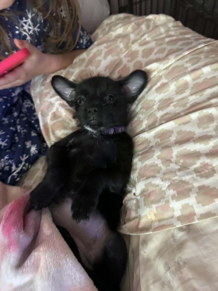 Mulan, Adoptable, Young Female Chihuahua.