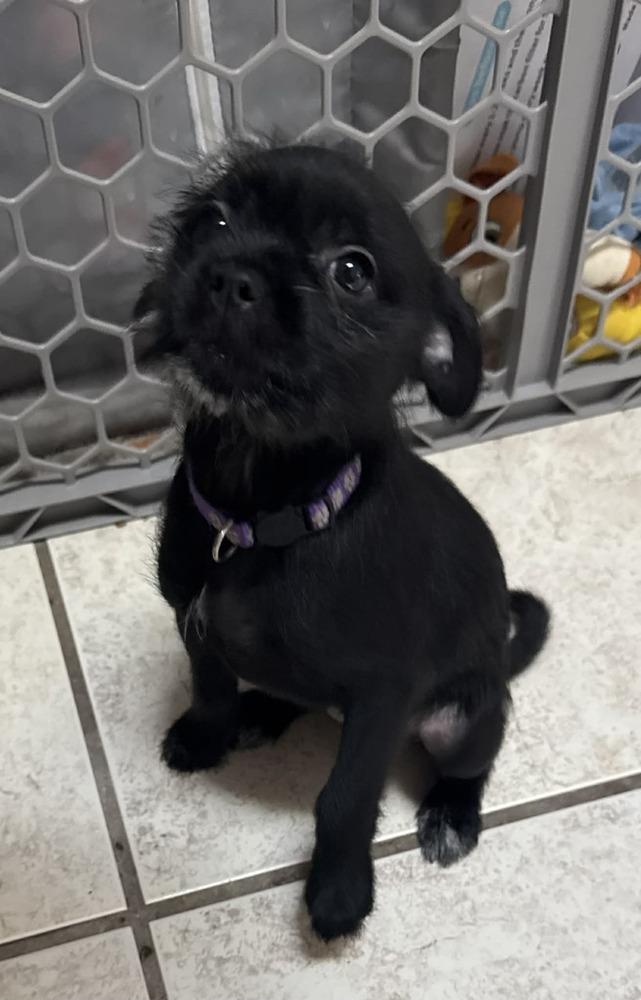 Enlarge Mulan, a Adoptable Chihuahua in Deltona, FL image 2/4