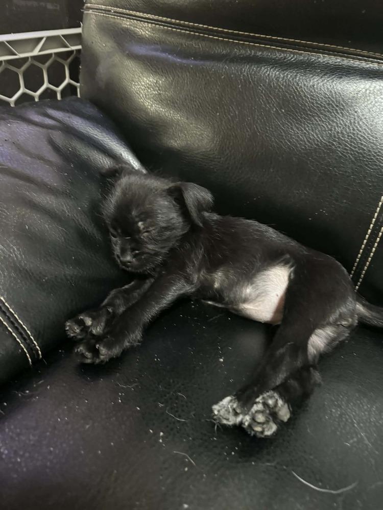 Enlarge Mulan, a Adoptable Chihuahua in Deltona, FL image 3/4