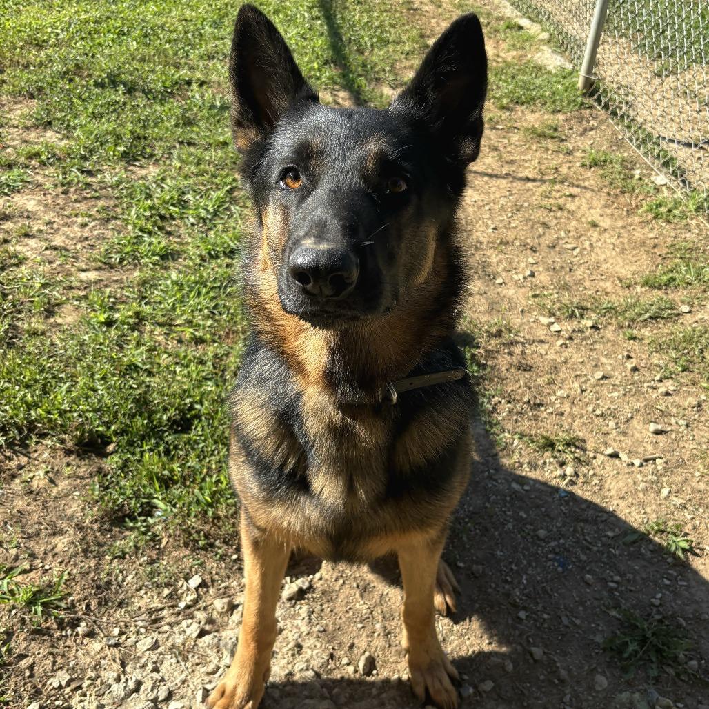 Archer, Adoptable, Adult Male German Shepherd Dog & German Shepherd Dog.