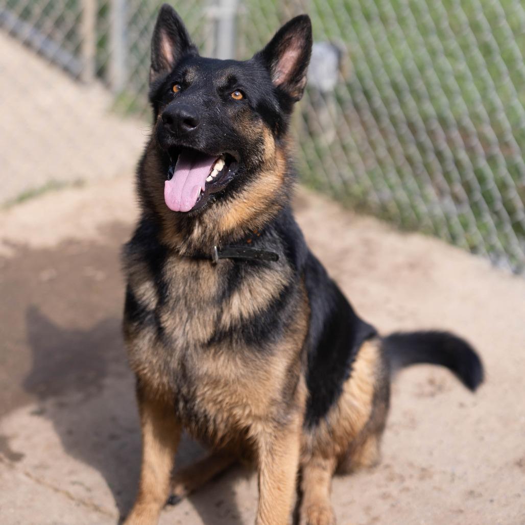 Archer, Adoptable, Adult Male German Shepherd Dog & German Shepherd Dog.