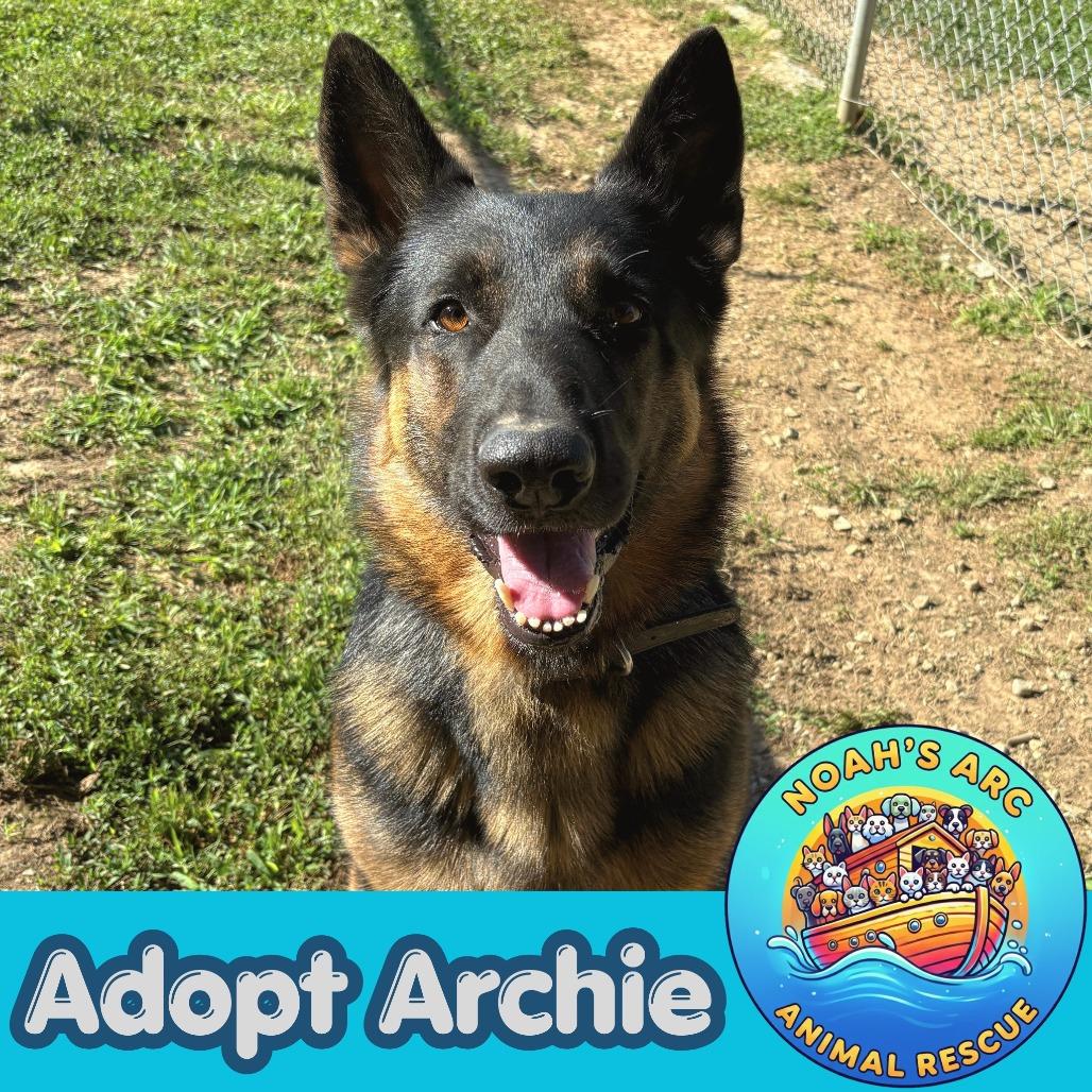 Archer, a Adoptable mixed breed in Talbott, TN image 3/5