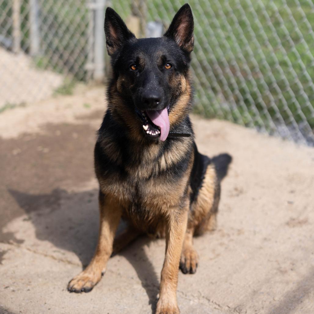 Archer, a Adoptable mixed breed in Talbott, TN image 4/5
