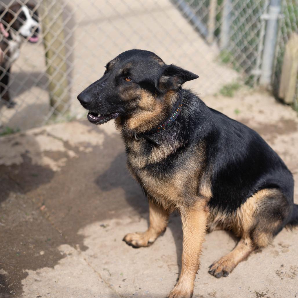 Archer, a Adoptable mixed breed in Talbott, TN image 5/5