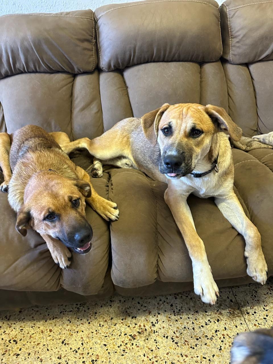 Enlarge Bubba, a Adoptable mixed breed in Magnolia Springs, AL image 1/3