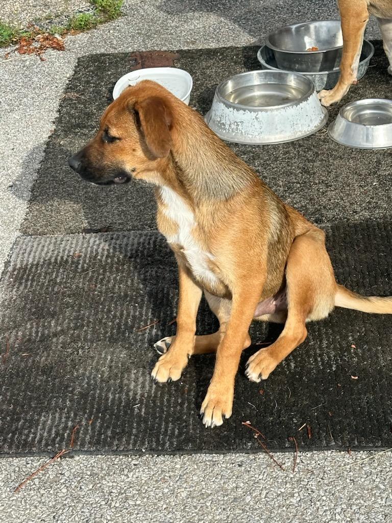 Enlarge Bubba, a Adoptable mixed breed in Magnolia Springs, AL image 3/3